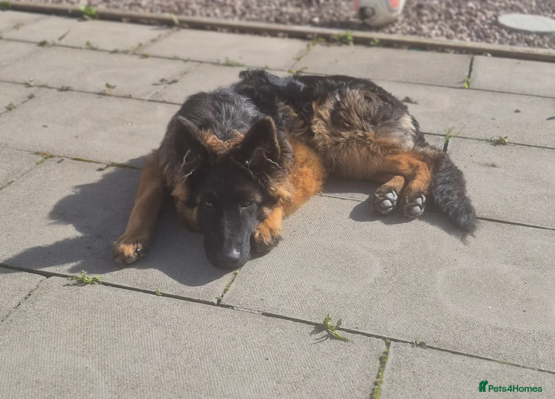 German Shepherd dogs for sale: Female German shepherd  in Wirral - Advert 1