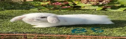 Mini Lop rabbits for sale: Pure bred mini lops . - Advert 10