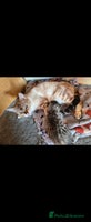 Bengal cats Bengal x brittish short hair kittens - Advert 3
