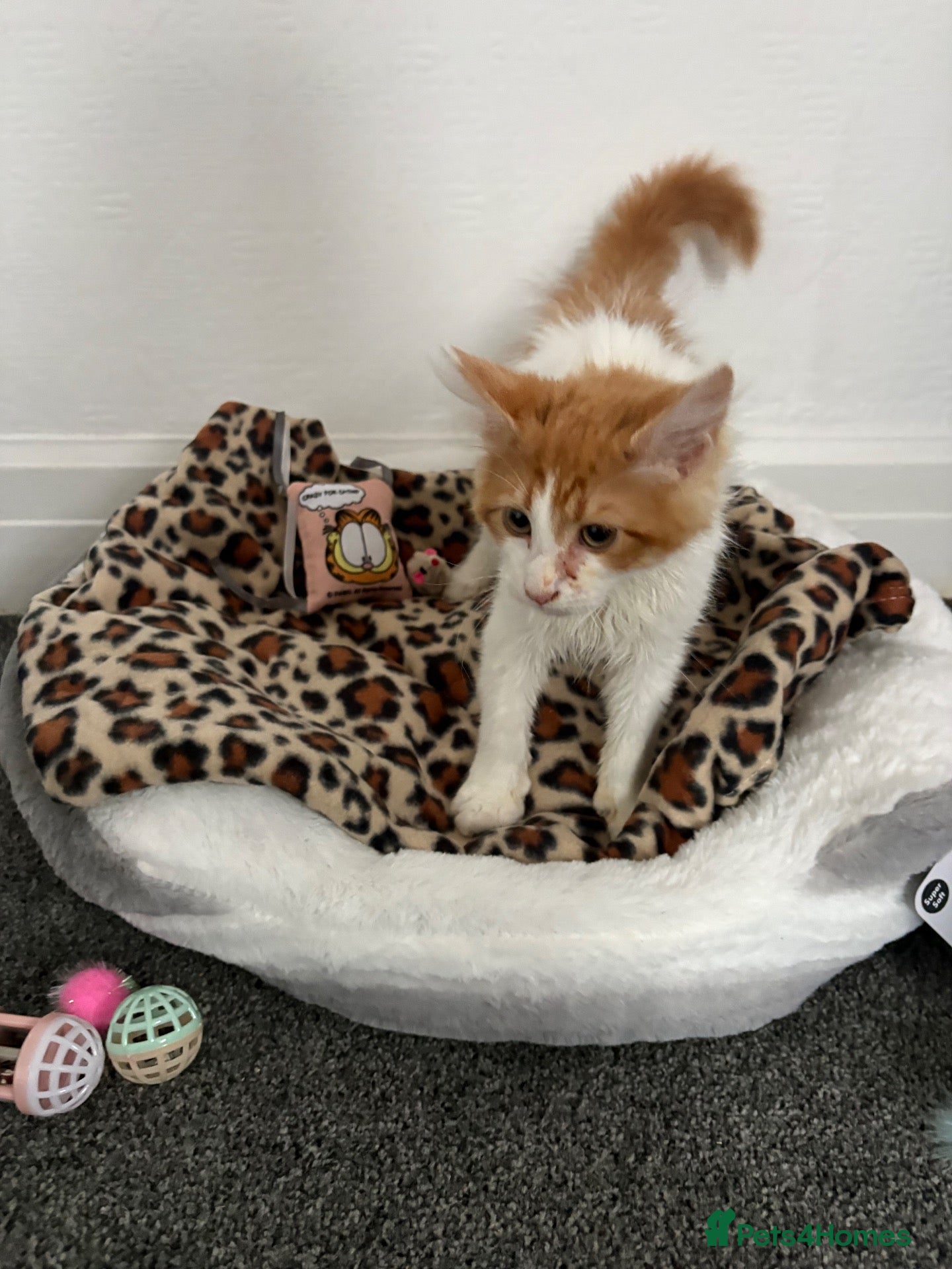 Maine Coon cats Ginger Male Maincoon x persian kitten - Advert 2