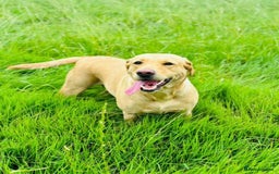 Labrador Retriever dogs for sale: 🐶 8 Gorgeous KC Labrador Puppy’s 🐶 - Image 26
