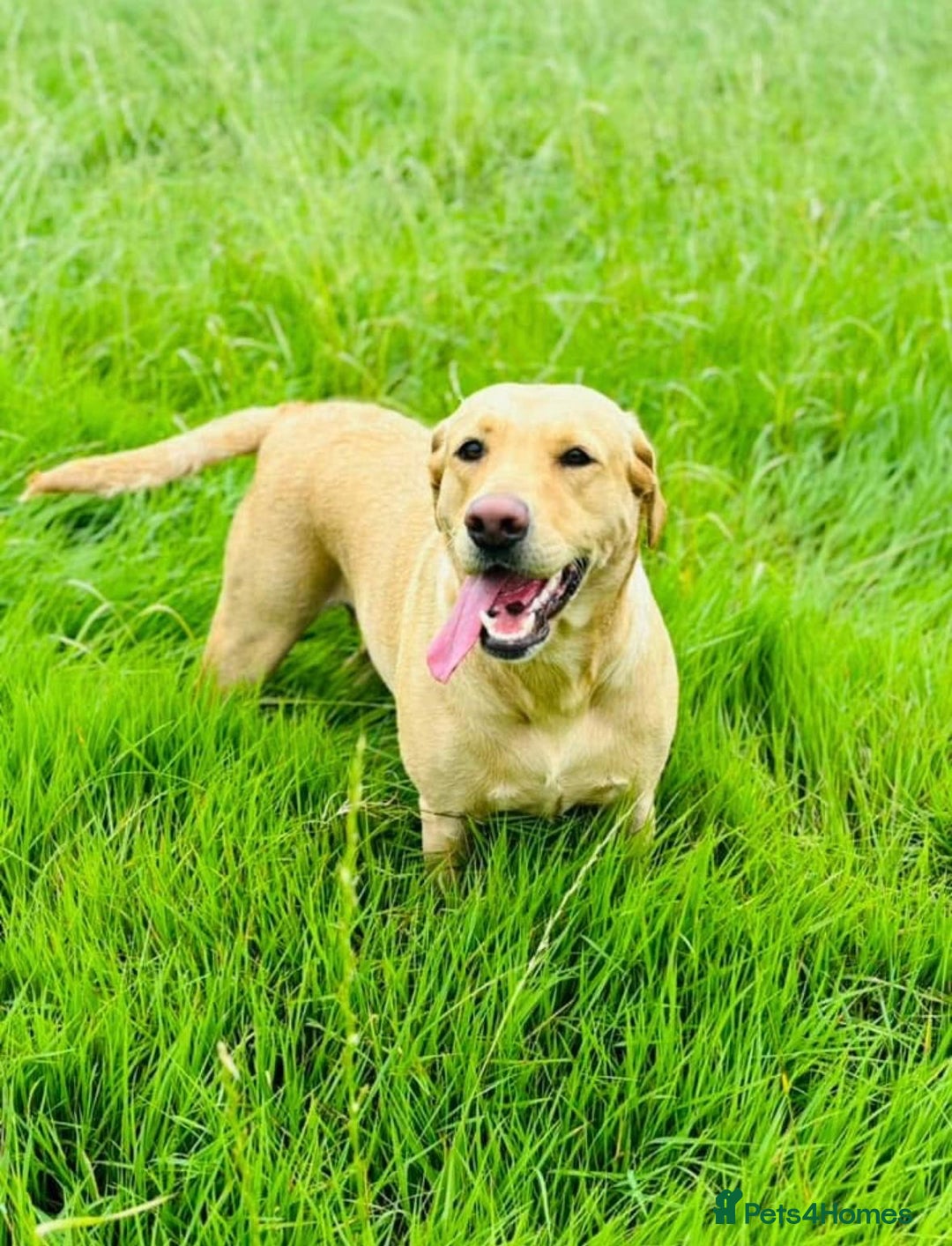 Labrador Retriever dogs for sale: 🐶 8 Gorgeous KC Labrador Puppy’s 🐶 - Image 26