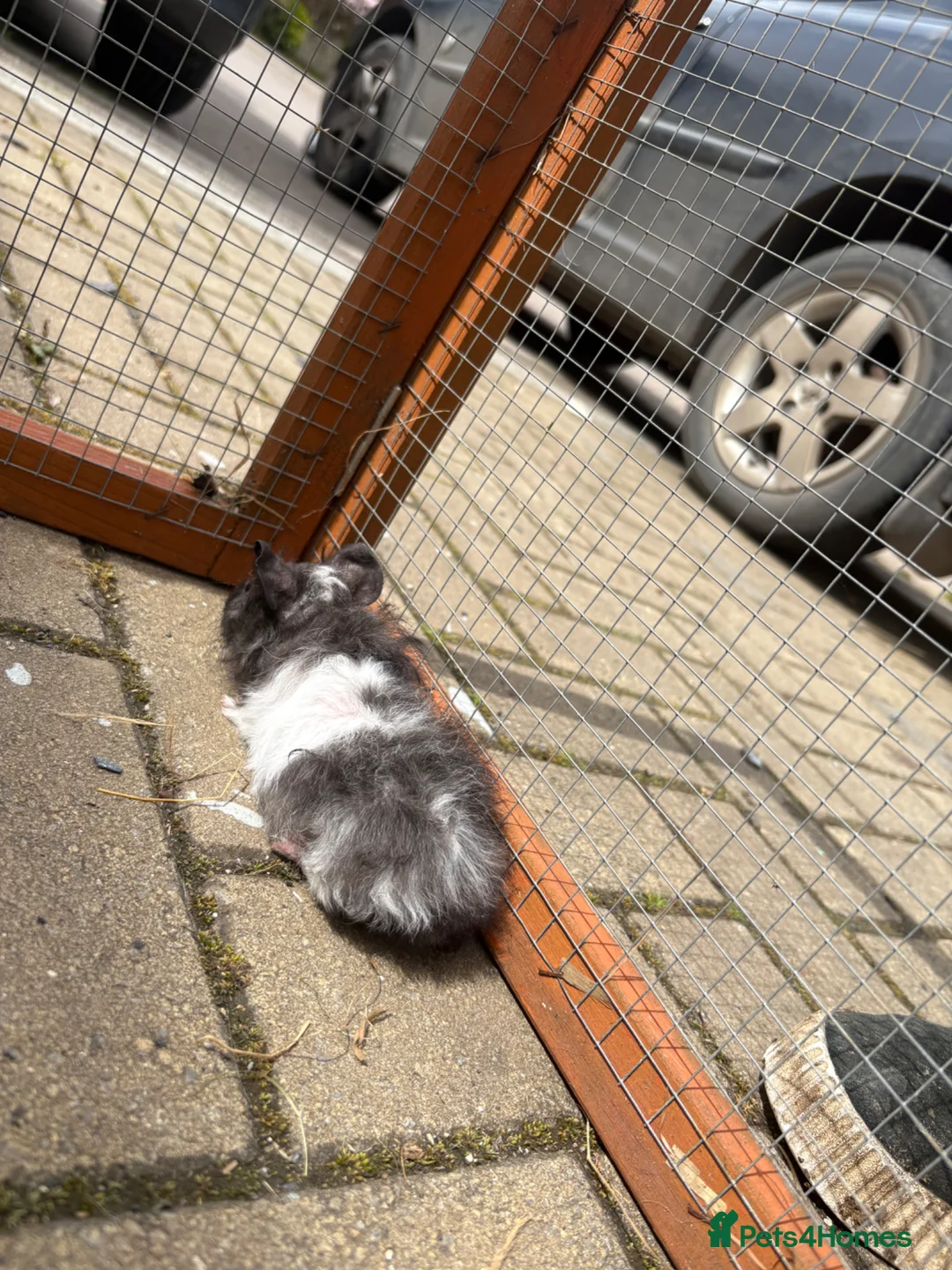 Guinea Pig rodents for sale: Baby guinea pigs  - Advert 5