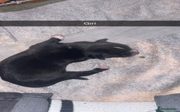 Mixed Breed dogs for sale: Huskita X Border Collie mix - Image 8