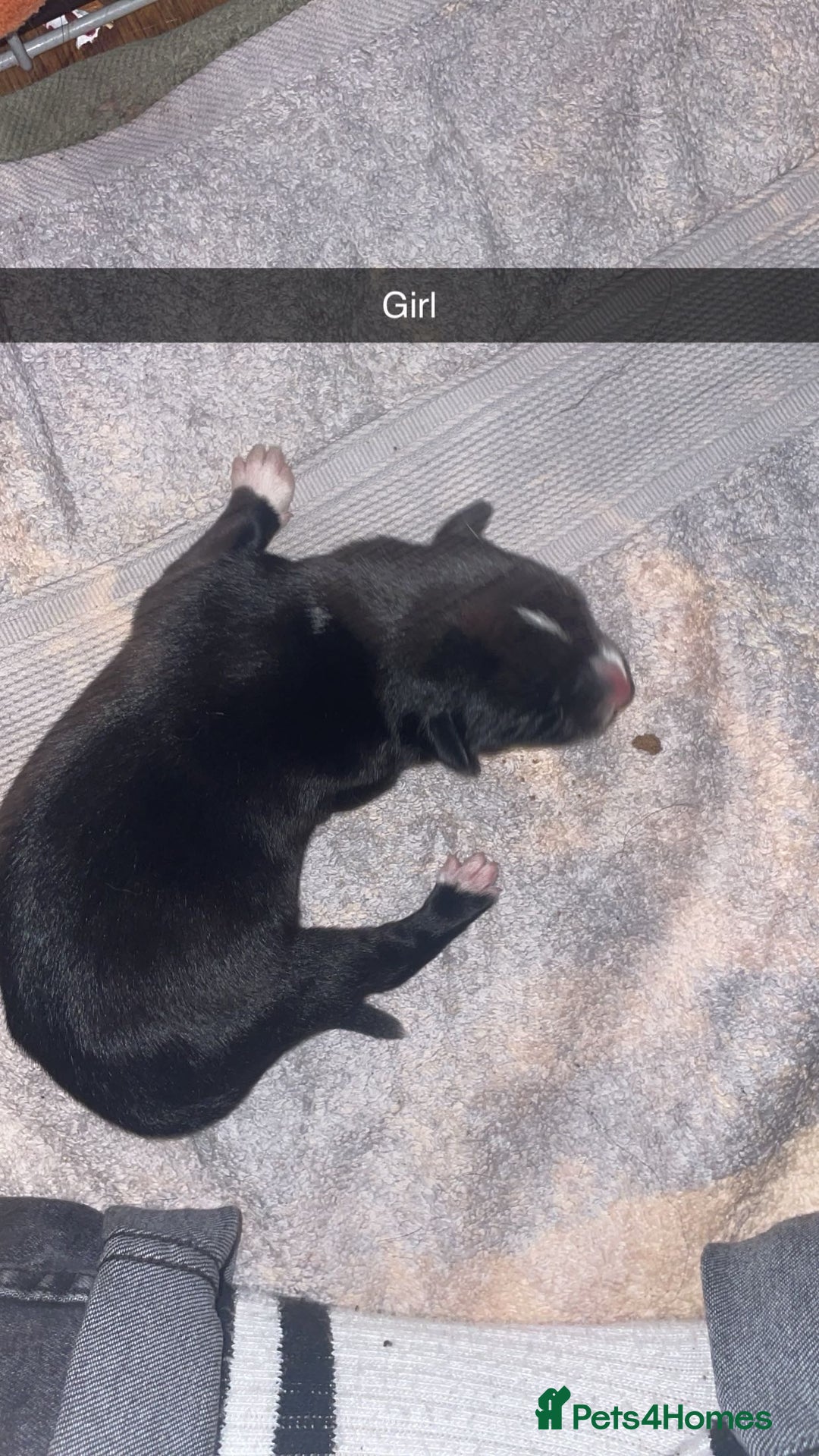 Mixed Breed dogs for sale: Huskita X Border Collie mix - Image 8