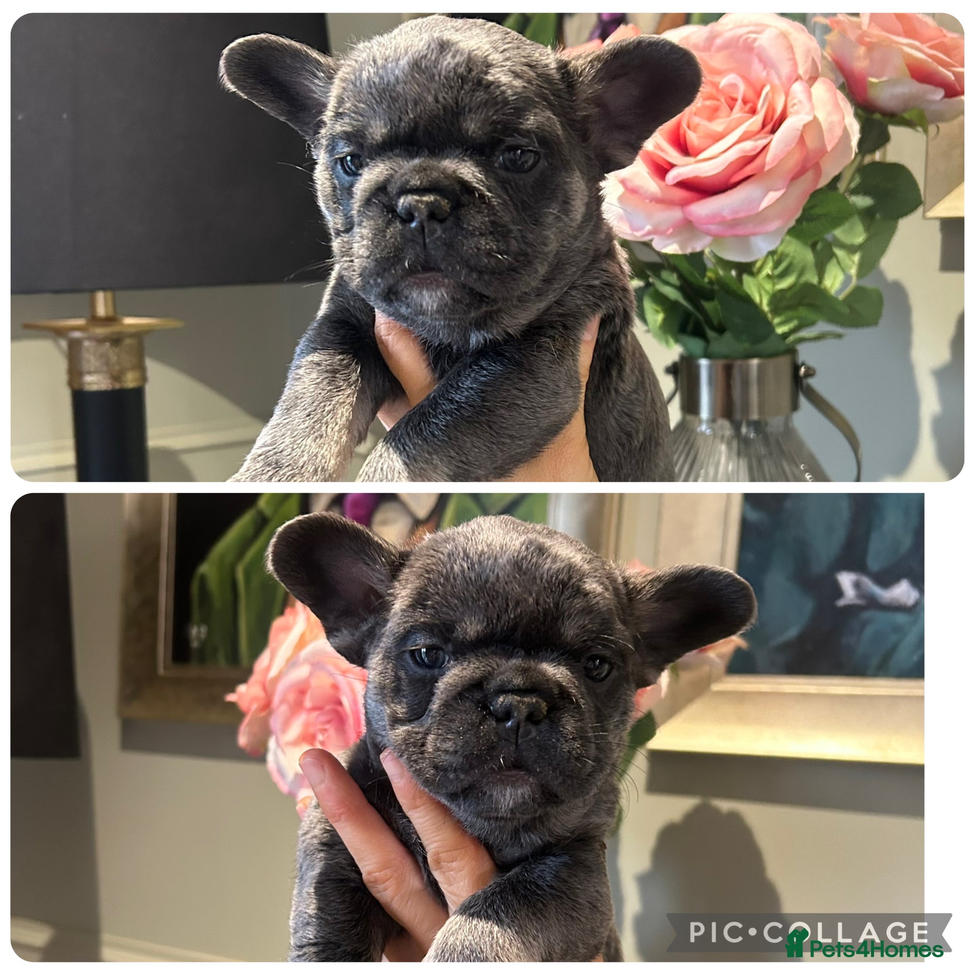 French Bulldog dogs French bulldog pups  - Advert 4