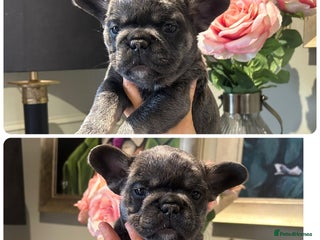 French Bulldog dogs French bulldog pups - Advert 1