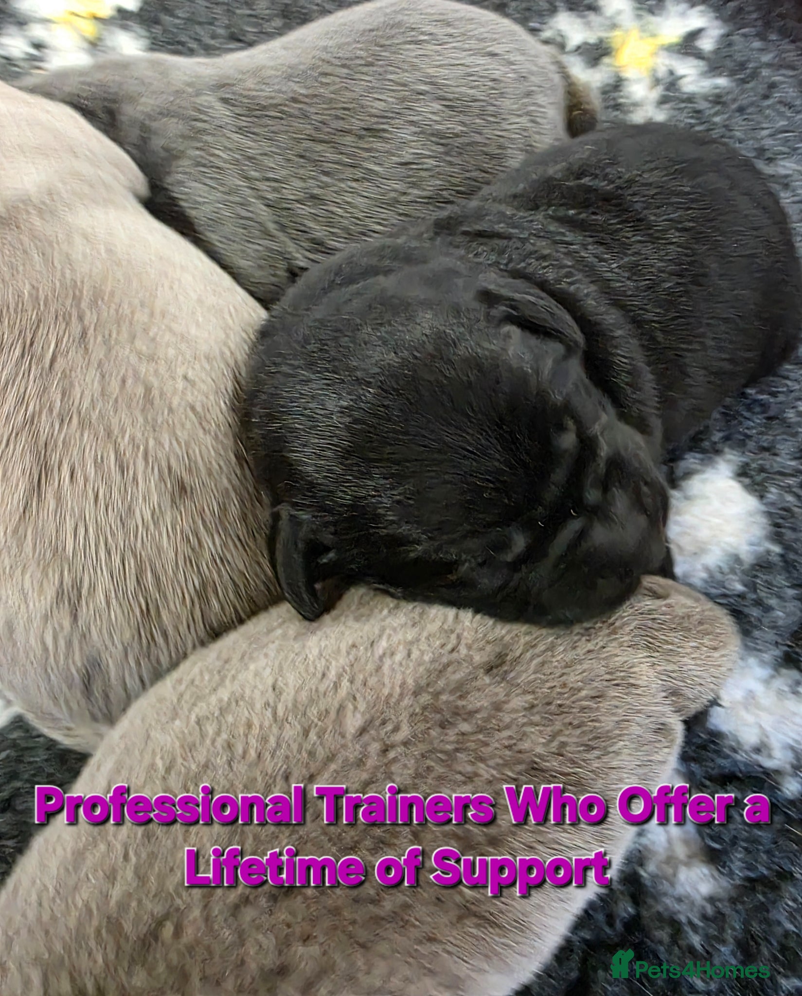 Labrador Retriever dogs Beautiful Labrador puppies  - Advert 2