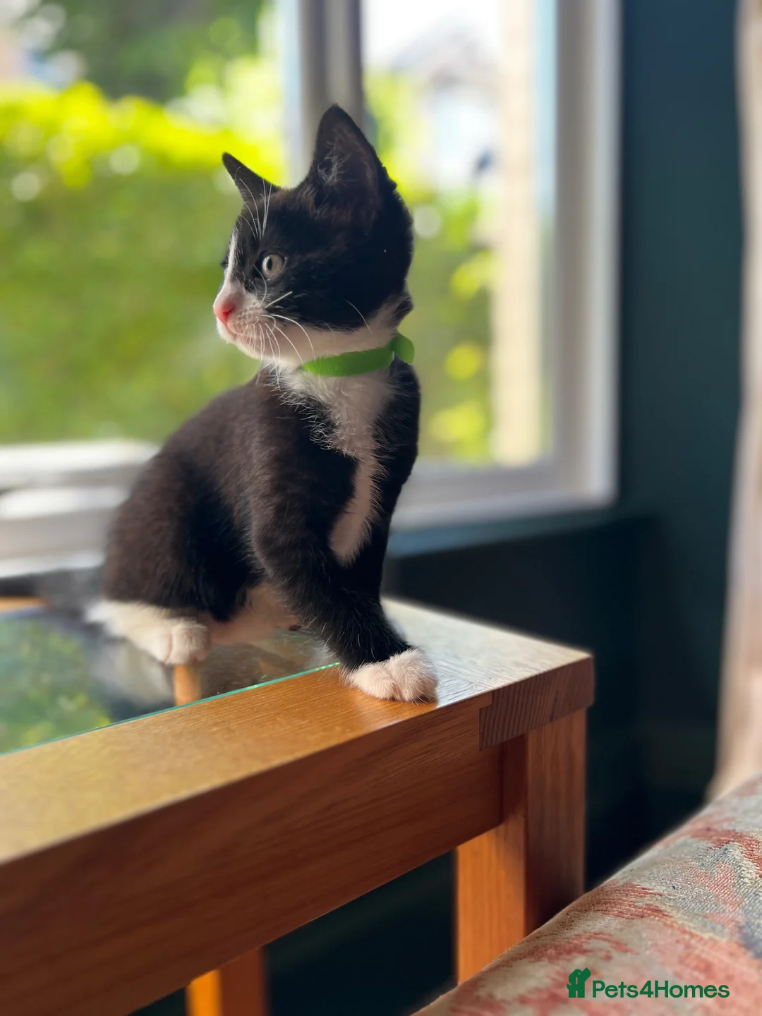 Mixed Breed cats for sale: Three kittens ready now in Torquay - Advert 2