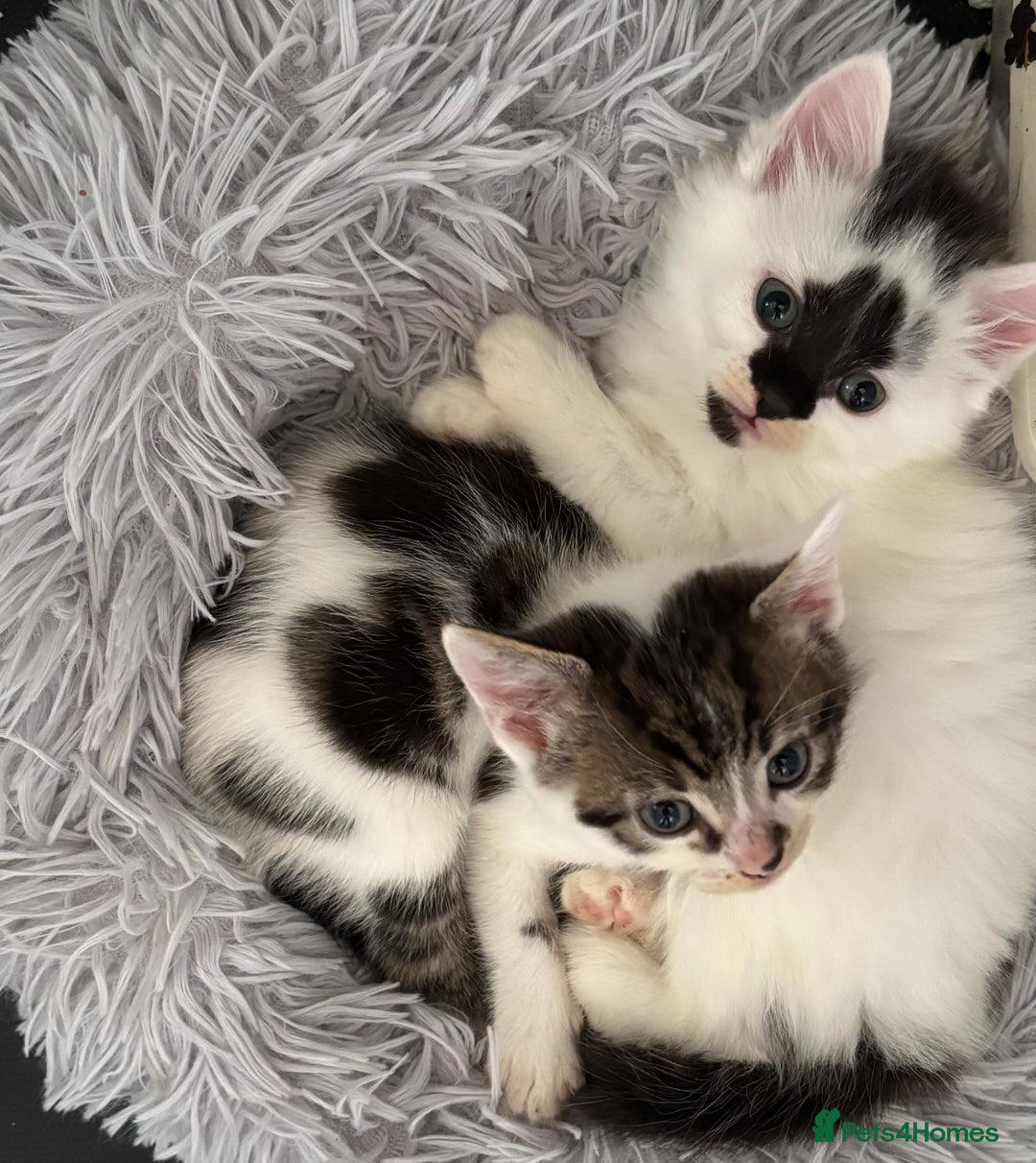 Mixed Breed cats for sale: Last Beautiful Kitten looking for a new home - Image 18