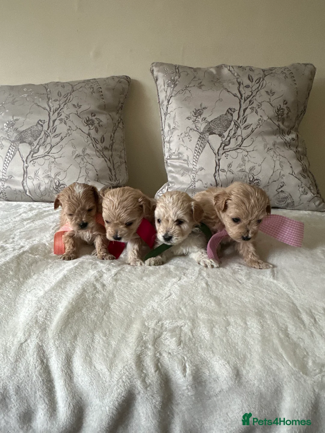 Maltipoo dogs for sale: Beautiful Maltipoo Puppies - Advert 10