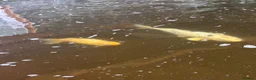 Koi Carp fish for sale: Fish pond plus fish  in Swadlincote - Advert 8