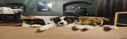 Akita dogs for sale: Beautiful Akita puppies - Advert 20