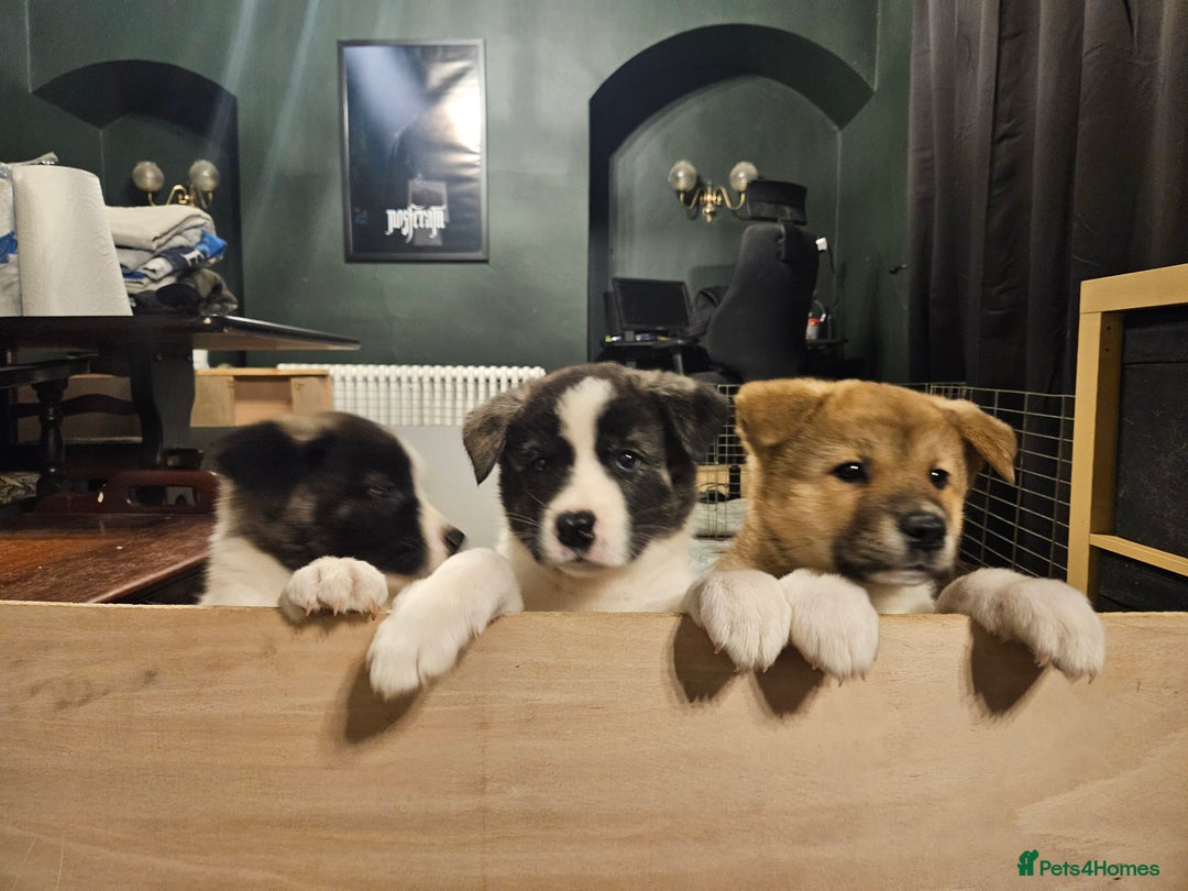 Akita dogs for sale: Beautiful Akita puppies - Advert 20