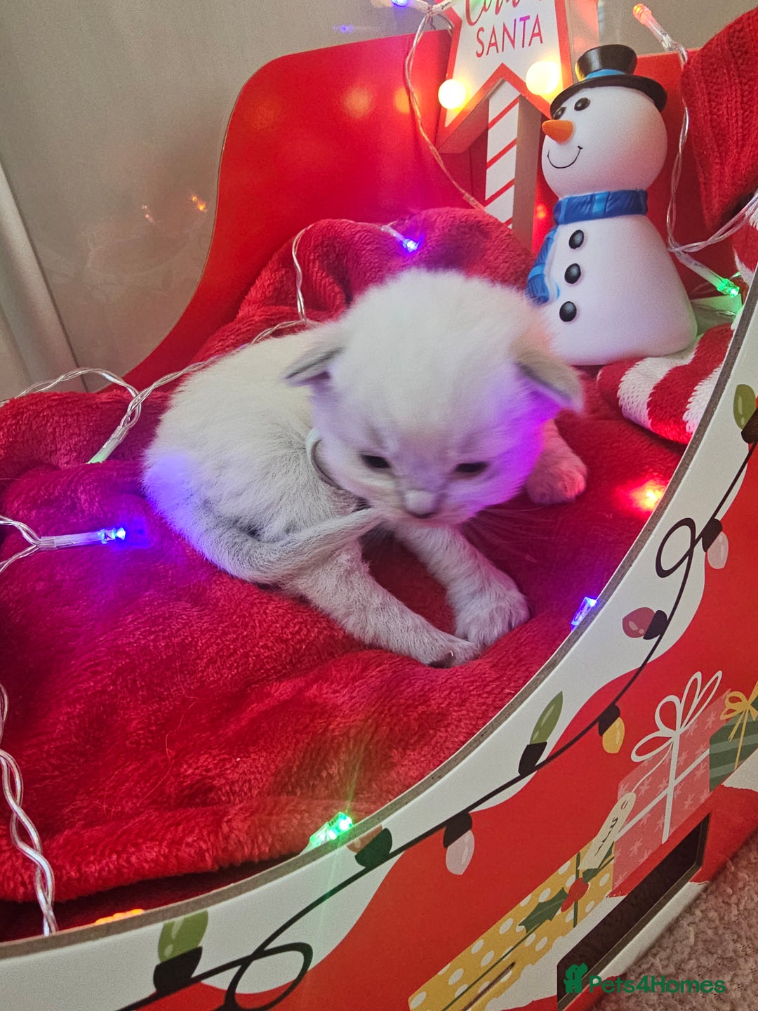 Ragdoll cats for sale: 8 beautiful ragdolls ready for Christmas 🎁 - Advert 23