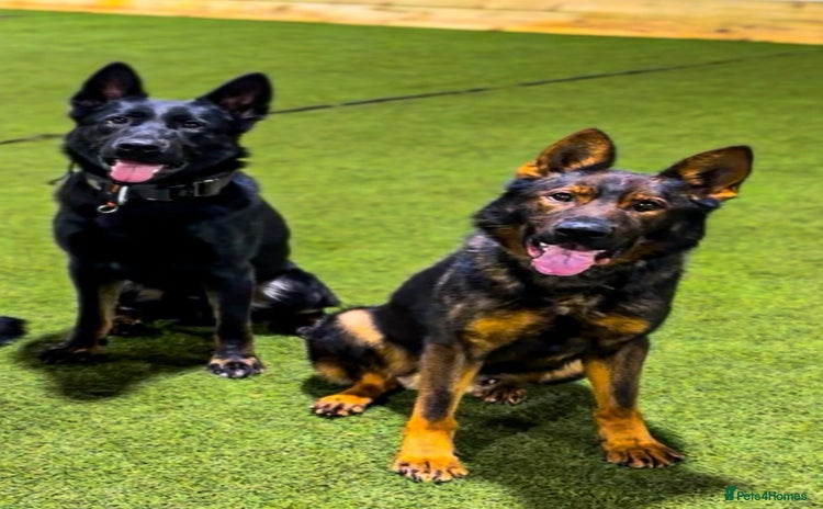 German Shepherd dogs - Advert 1