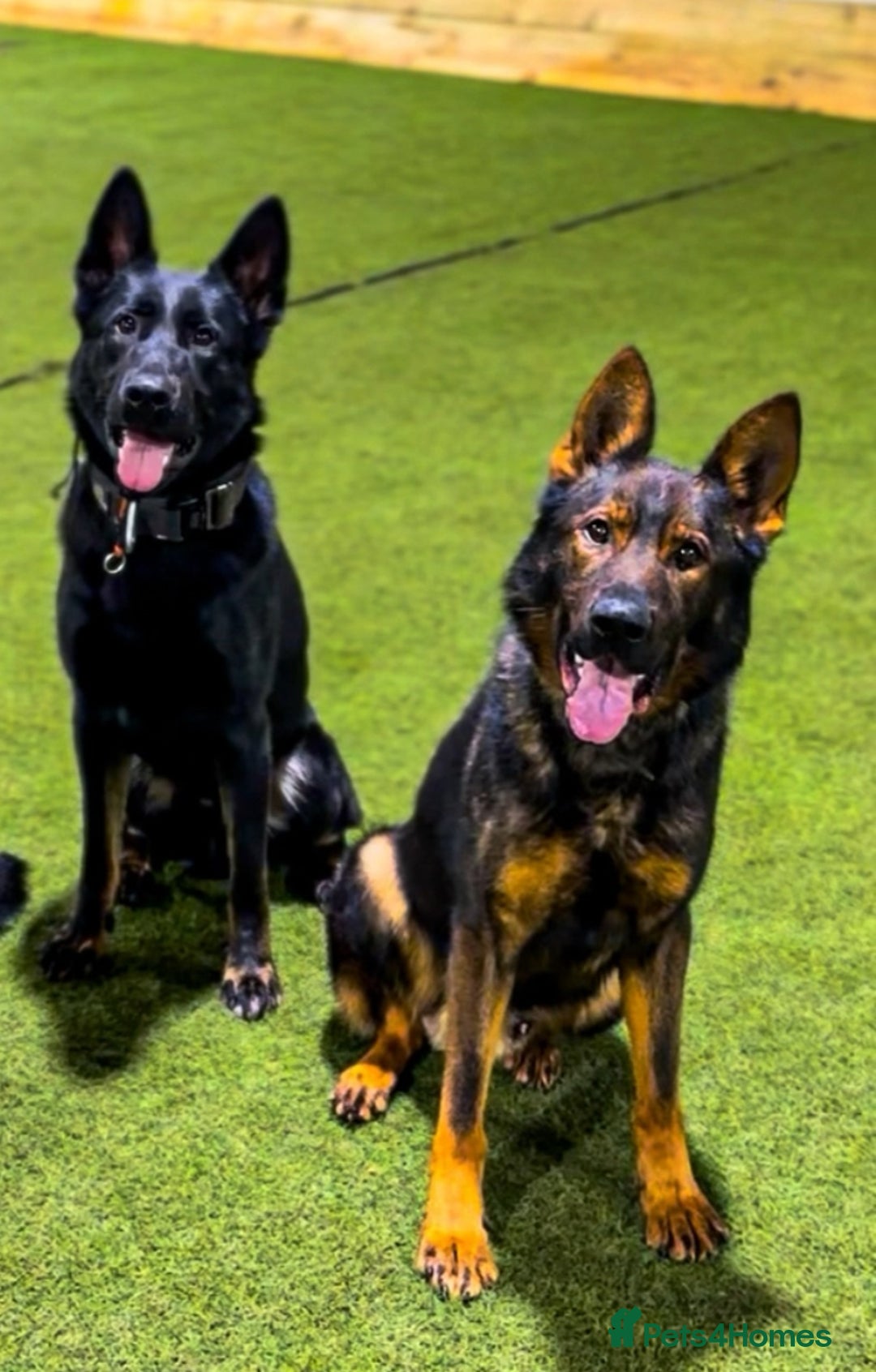 German Shepherd dogs for sale: Black sable working Import male - Image 1