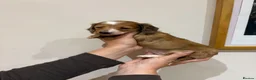 Dachshund dogs for sale: Long Haired Dachshund 🐾  - Advert 7