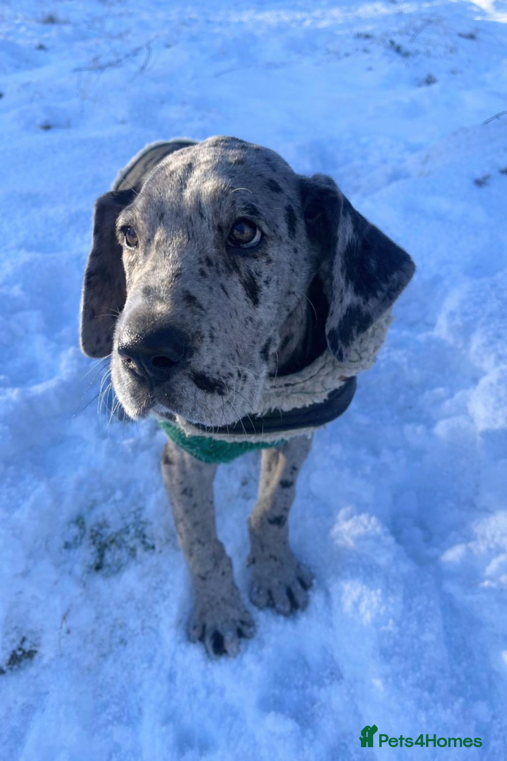 Great Dane dogs GREATEST DANE PUPS - KC Reg  - Advert 13