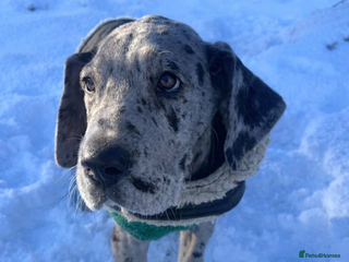 Great Dane dogs GREATEST DANE PUPS - KC Reg - Advert 13