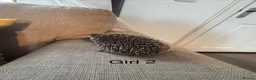 Pygmy Hedgehog rodents for sale: 2 x baby girl hedgehog - Advert 4