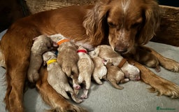 Cocker Spaniel dogs for sale: Lemon working cocker spaniels  - Image 1