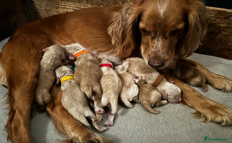 Cocker Spaniel dogs - Advert 10