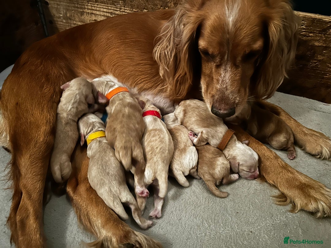 Cocker Spaniel dogs for sale: Lemon working cocker spaniels  - Image 1