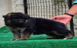 German Shepherd dogs for sale: Stunning German Shepherd Puppies  - Image 2
