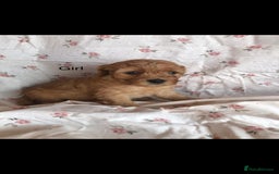 Cavapoo dogs for sale: F1B CAVAPOO PUPPIES  - Image 8