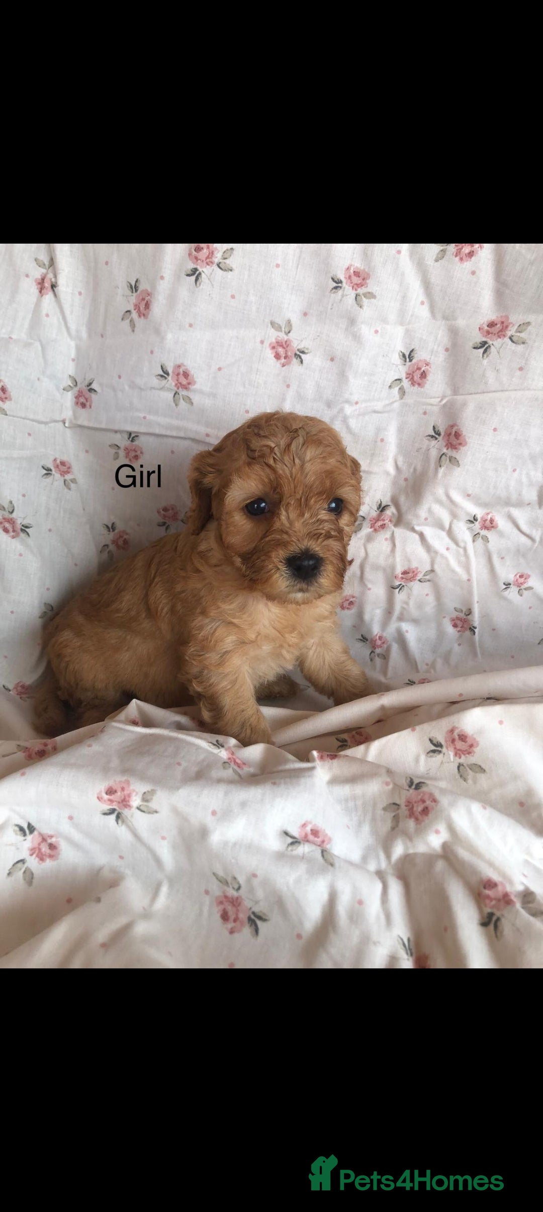 Cavapoo dogs for sale: F1B CAVAPOO PUPPIES  - Image 8