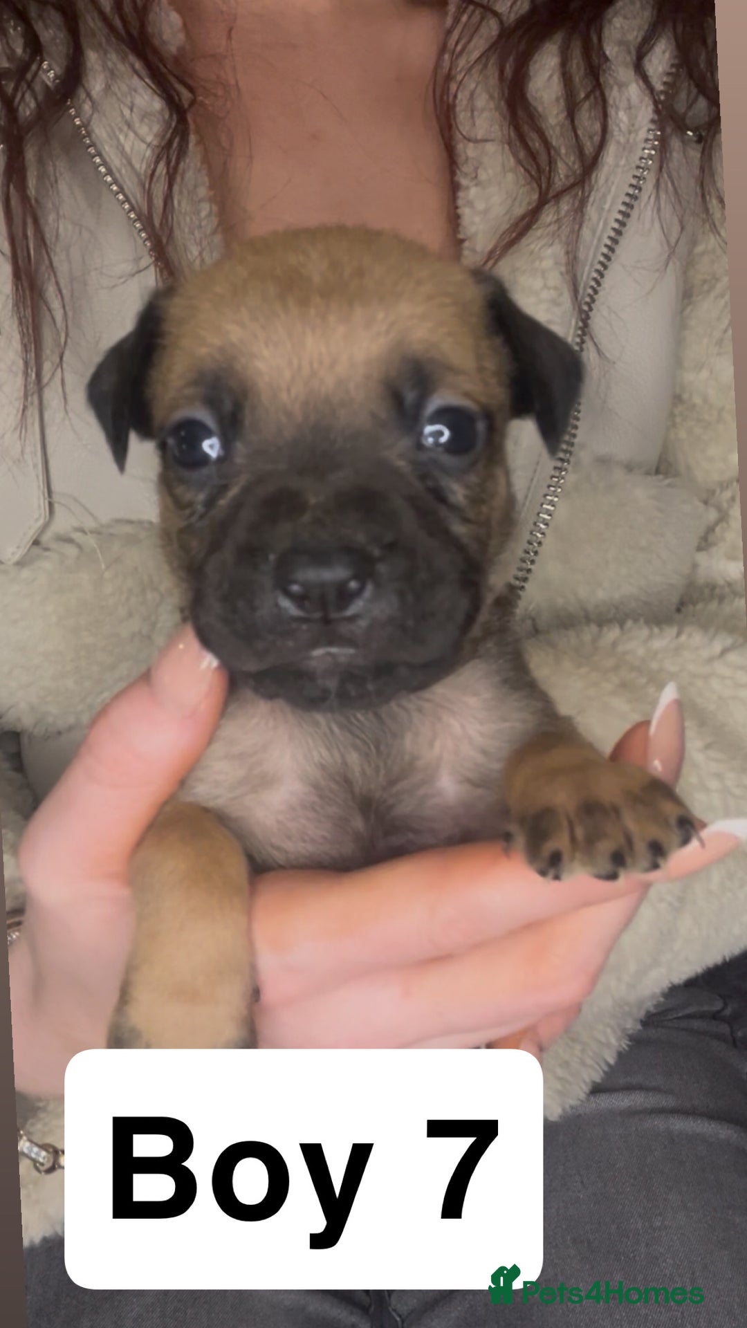 Mixed Breed dogs for sale: Mastiff puppies - Image 7