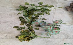 Corn Snake reptiles for sale: Male Corn Snake 2 Years - Image 15