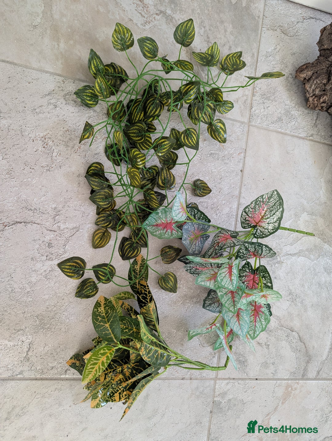 Corn Snake reptiles for sale: Male Corn Snake 2 Years - Image 15