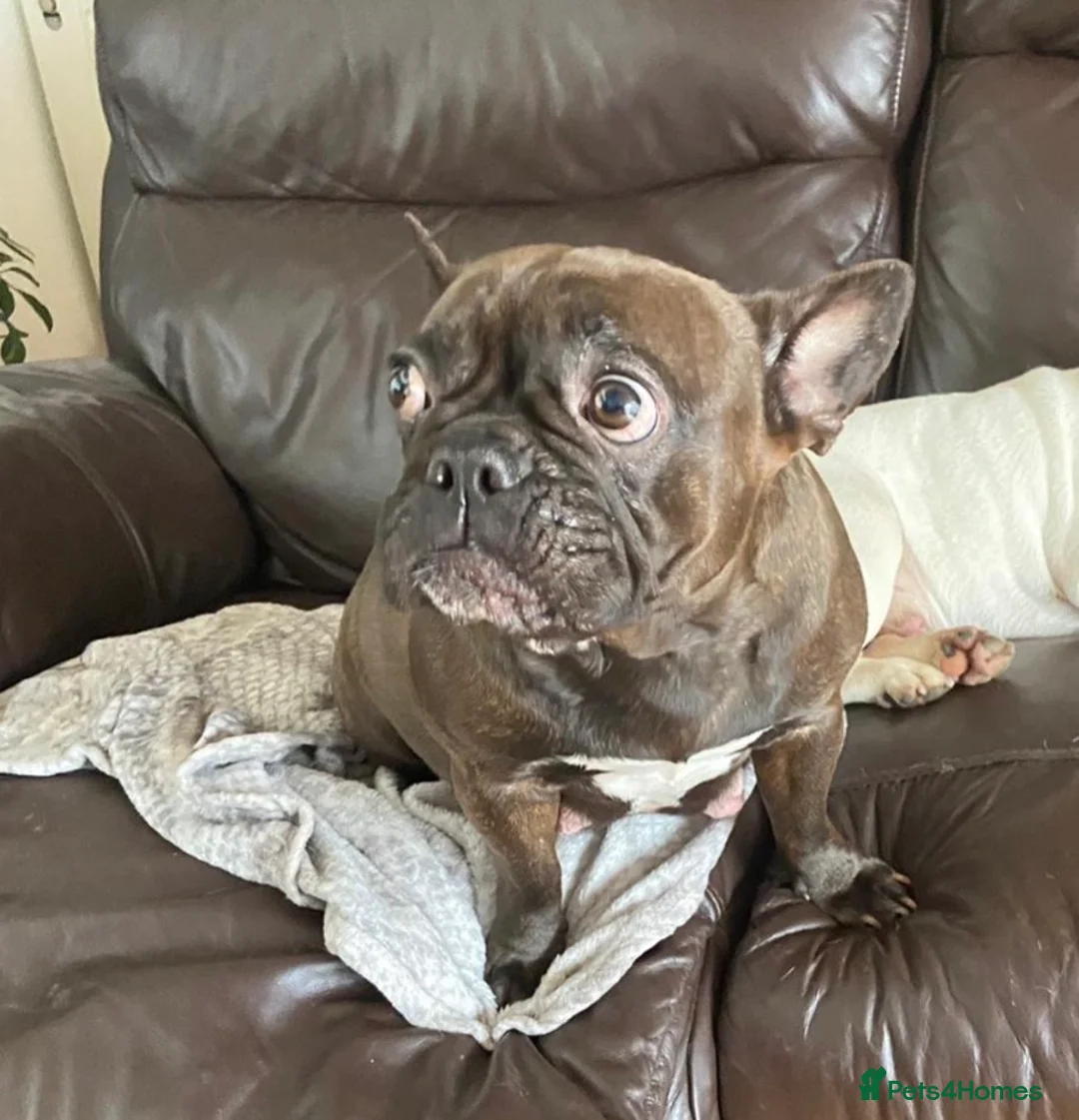 French Bulldog dogs for sale: 6 year old female frenchie  - Advert 2