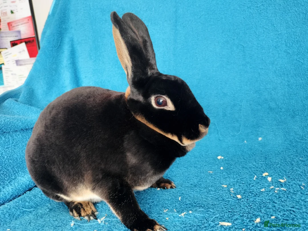Rex rabbits for sale: Adult female mini rex for sale  - Advert 4