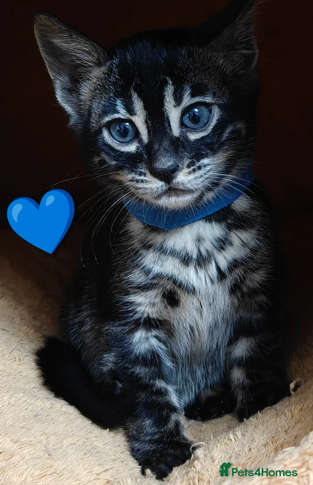 Bengal cats for sale: Pedigree glitter Bengals available soon - Advert 2