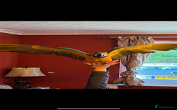 Macaws birds for sale: Very tame 7yr old female blue & gold macaw - Image 6