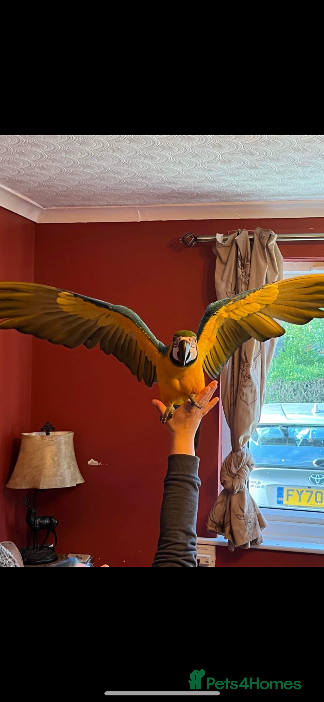 Macaws birds for sale: Very tame 7yr old female blue & gold macaw - Image 6