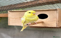 Budgerigars birds for sale: Baby Budgies For Sale  - Image 9