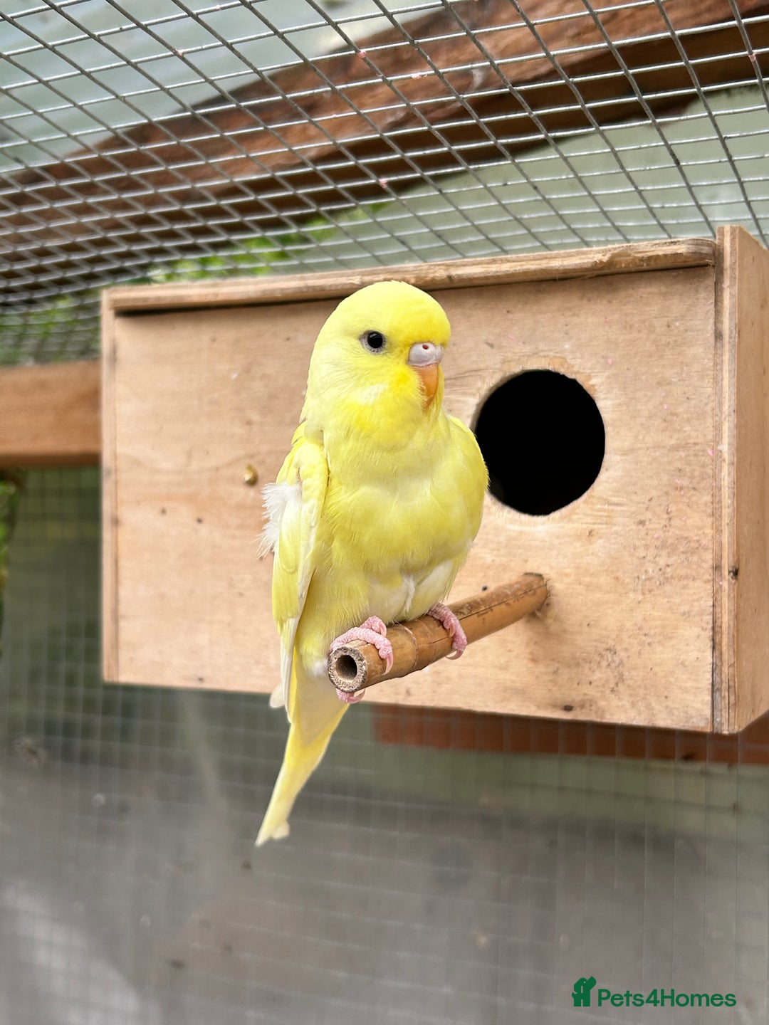 Budgerigars birds for sale: Baby Budgies For Sale  - Image 9