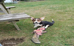 Welsh Corgi Pembroke dogs for sale: Pembroke corgi puppies  in Sturminster Newton - Image 4