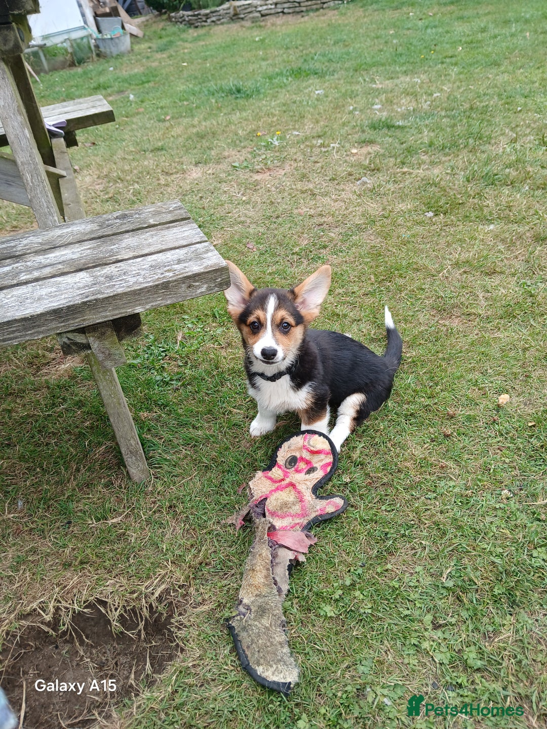 Welsh Corgi Pembroke dogs for sale: Pembroke corgi puppies  in Sturminster Newton - Image 4