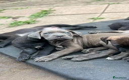 Mixed Breed dogs for sale: Wf17 7JH  - Image 2