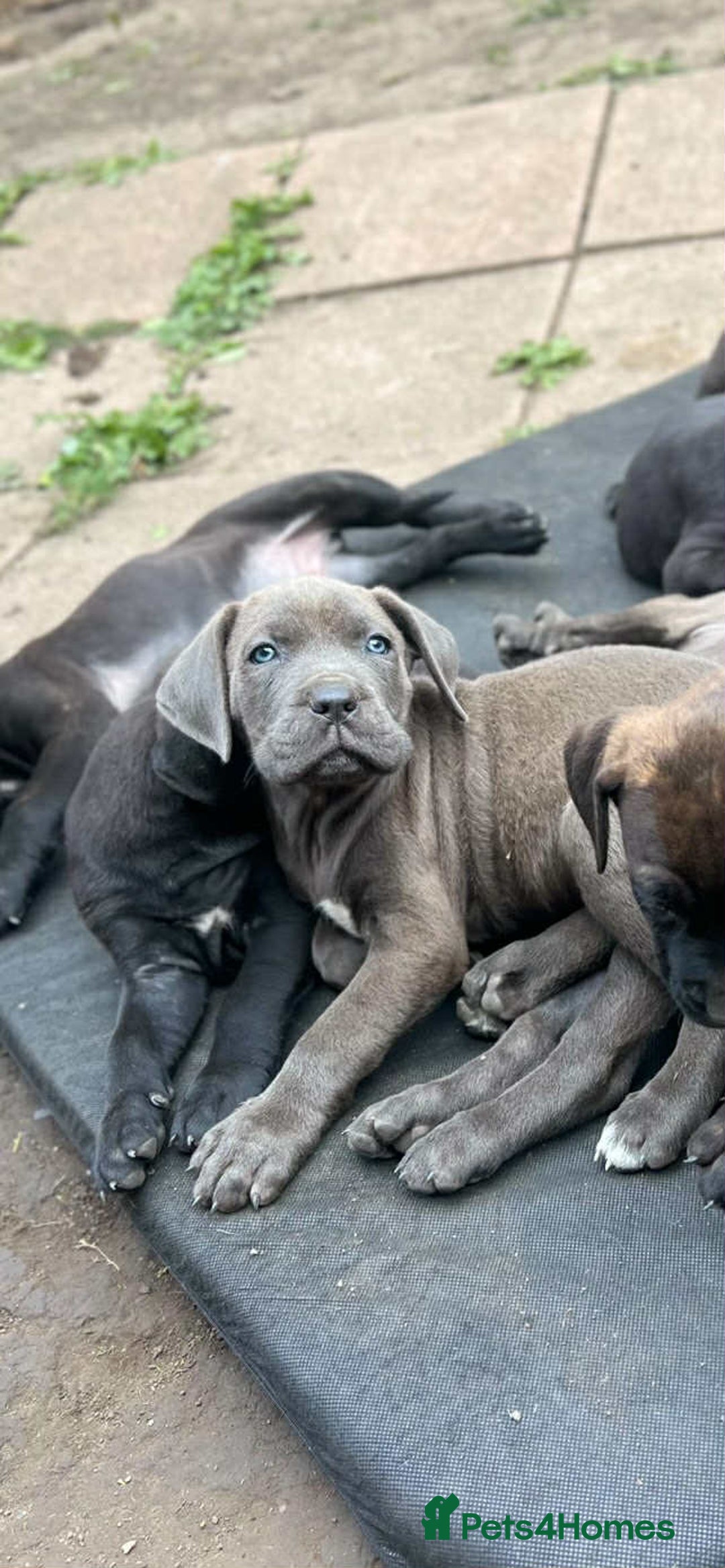 Mixed Breed dogs for sale: Wf17 7JH  - Image 2