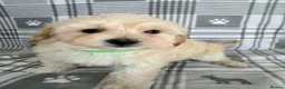 Maltipoo dogs for sale:  BEAUTIFUL LICENSED-BRED MALTIPOOS READY SOON 💖 - Advert 20