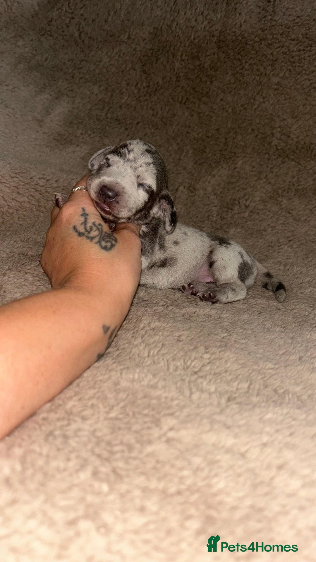 Miniature Dachshund dogs for sale: Perfecf kc miniature dachshunds - Image 11