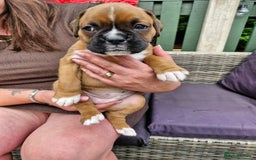 Boxer dogs for sale: Full pedigree boxer puppies  - Image 6