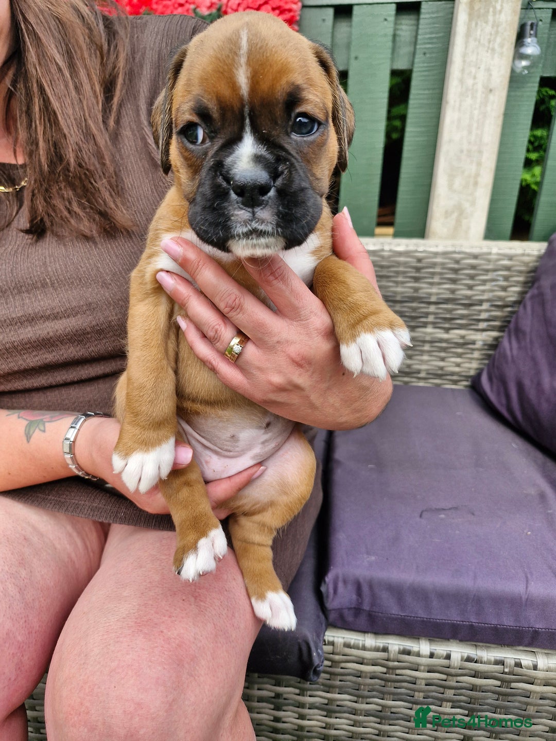 Boxer dogs for sale: Full pedigree boxer puppies  - Image 6
