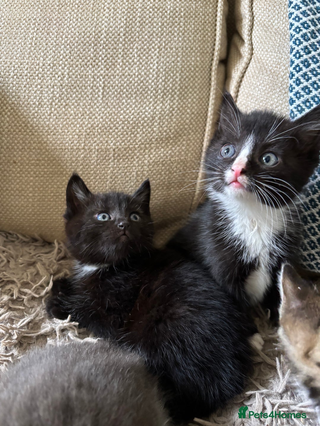Mixed Breed cats for sale: 5 gorgeous kittens available  - Image 9